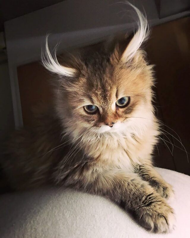 Kedi Türleri